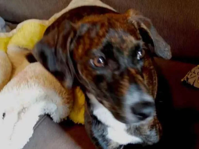 Cachorro raça Pinscher mestiça srd idade 2 a 6 meses nome Molly bb urgente 