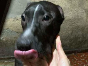 Cachorro raça SRD idade 7 a 11 meses nome Pretinho