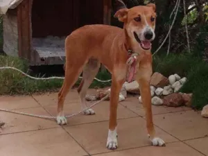 Cachorro raça Srd idade 1 ano nome Mel