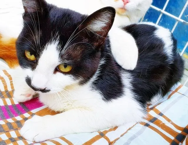 Gato raça SRD-ViraLata idade 2 a 6 meses nome FILÓ FRAJOLA