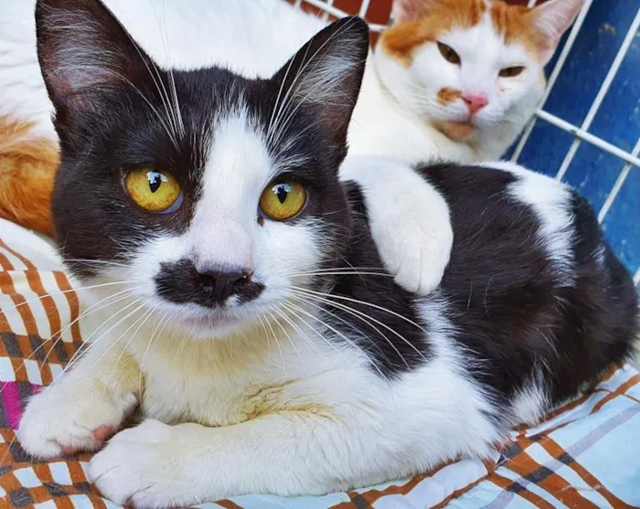 Gato raça SRD-ViraLata idade 2 a 6 meses nome FILÓ FRAJOLA