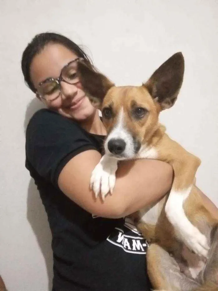 Cachorro ra a Vira Lata  idade 3 anos nome Tina