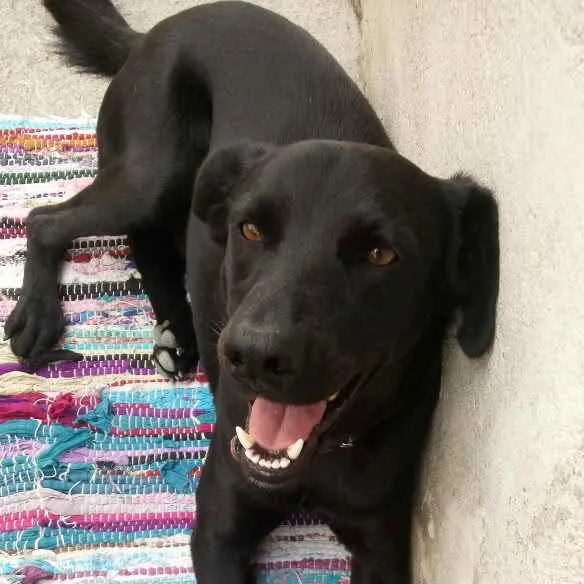 Cachorro ra a Sem raça  idade 5 anos nome Lupo 