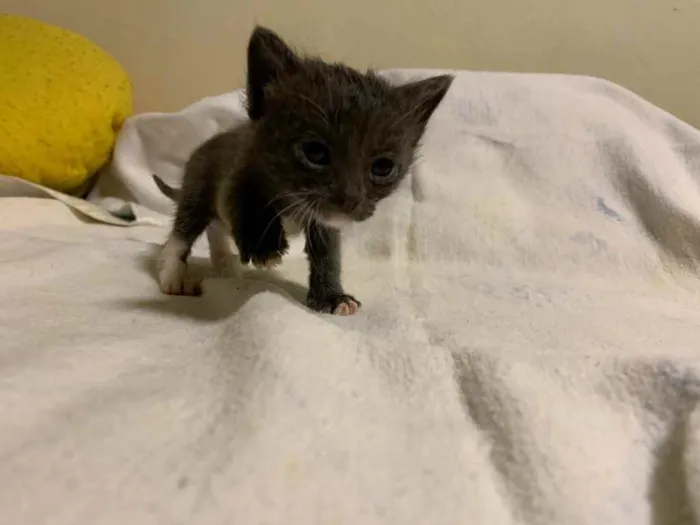 Gato ra a  idade Abaixo de 2 meses nome Eles não tem nomes 