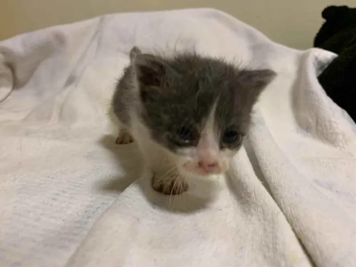 Gato ra a  idade Abaixo de 2 meses nome Eles não tem nomes 
