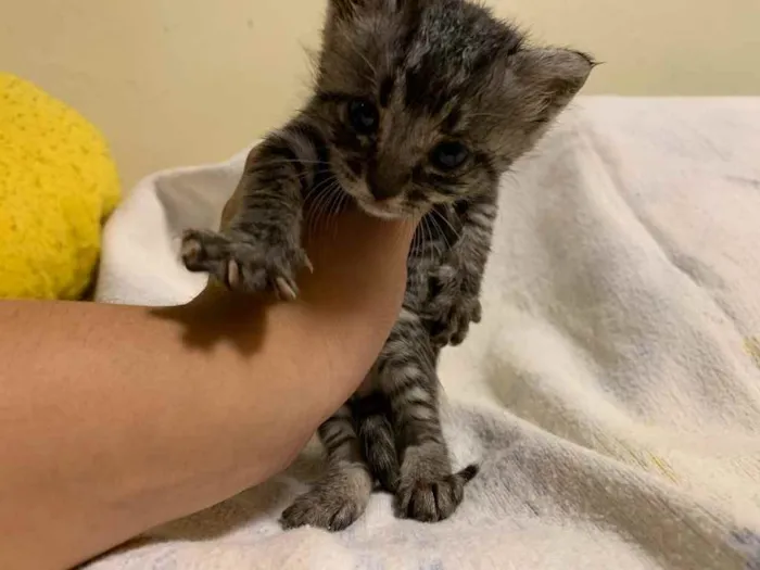 Gato ra a  idade Abaixo de 2 meses nome Eles não tem nomes 
