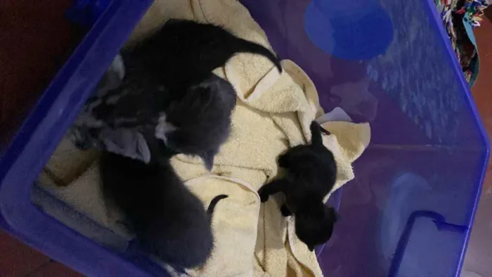 Gato ra a  idade Abaixo de 2 meses nome Eles não tem nomes 