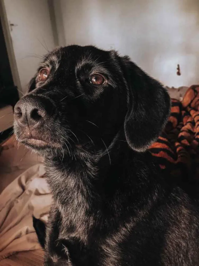 Cachorro ra a vira lata idade 1 ano nome Fidel