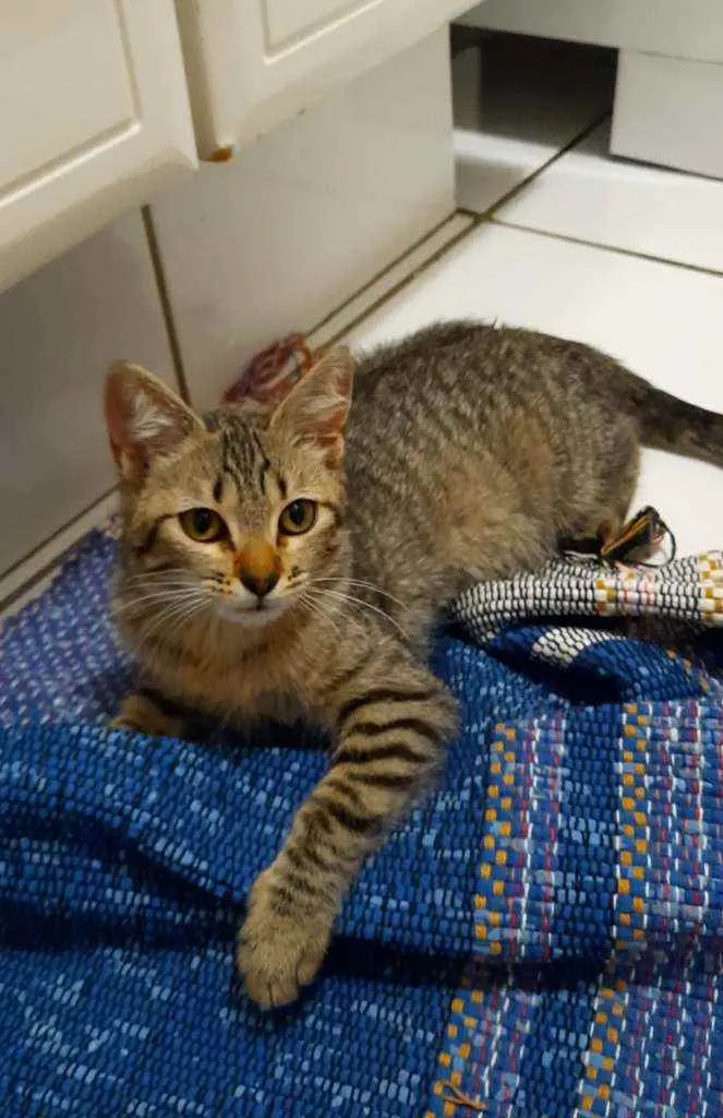 Gato ra a S.R.D. idade 2 a 6 meses nome Tigrinho