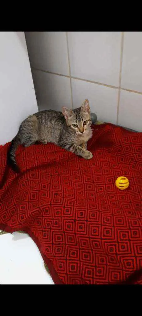 Gato ra a S.R.D. idade 2 a 6 meses nome Tigrinho