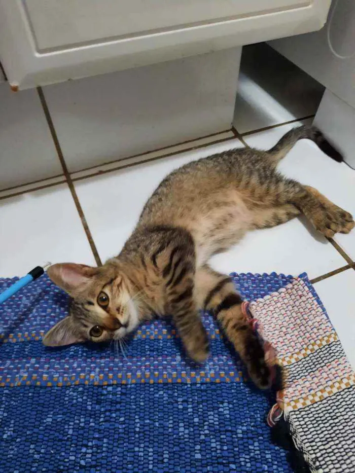 Gato ra a S.R.D. idade 2 a 6 meses nome Tigrinho