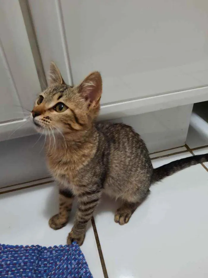 Gato ra a S.R.D. idade 2 a 6 meses nome Tigrinho