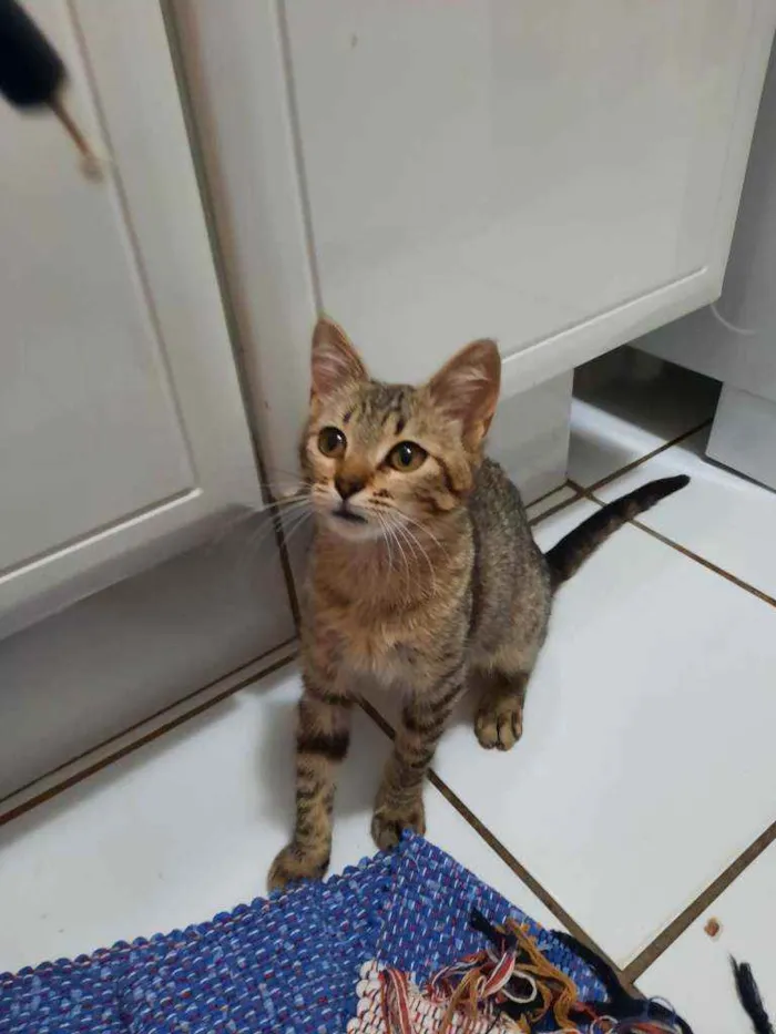 Gato ra a S.R.D. idade 2 a 6 meses nome Tigrinho