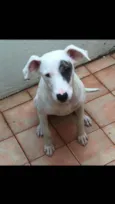 Bull terrier filhote