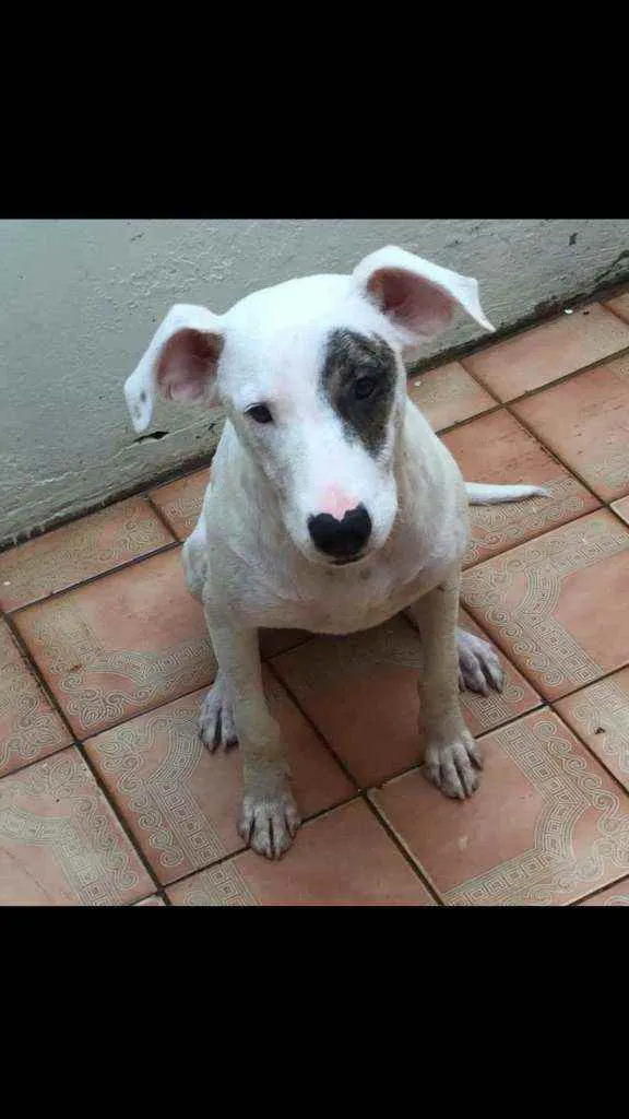 Cachorro ra a Bull terrier idade 2 a 6 meses nome Bull terrier filhote