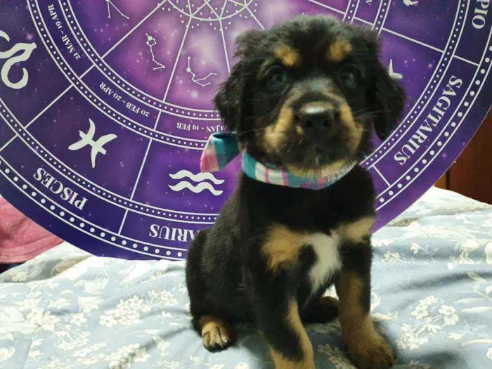 Cachorro raça Srd idade Abaixo de 2 meses nome Bela