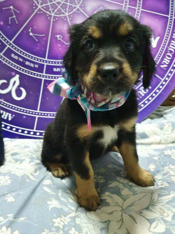 Cachorro raça Srd idade Abaixo de 2 meses nome Bela