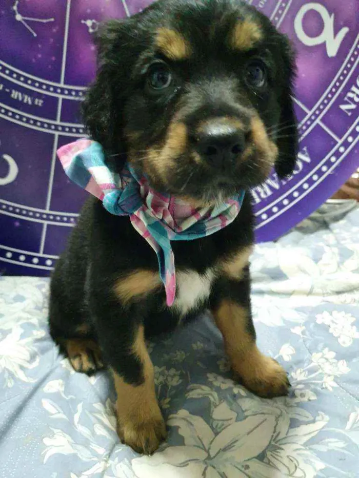 Cachorro raça Srd idade Abaixo de 2 meses nome Bela