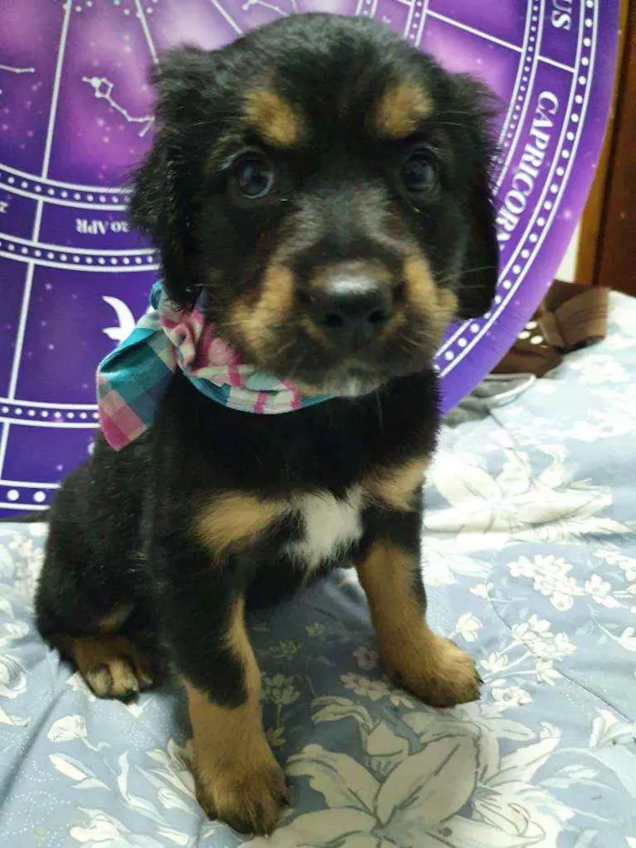 Cachorro raça Srd idade Abaixo de 2 meses nome Bela