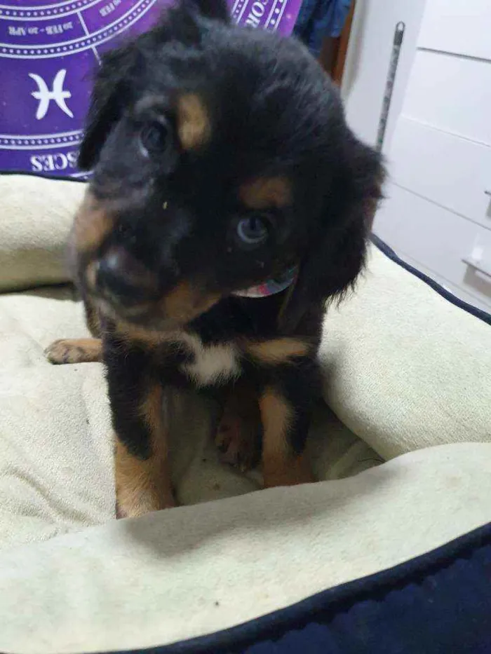 Cachorro raça Srd idade Abaixo de 2 meses nome Bela