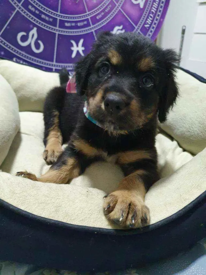 Cachorro raça Srd idade Abaixo de 2 meses nome Bela