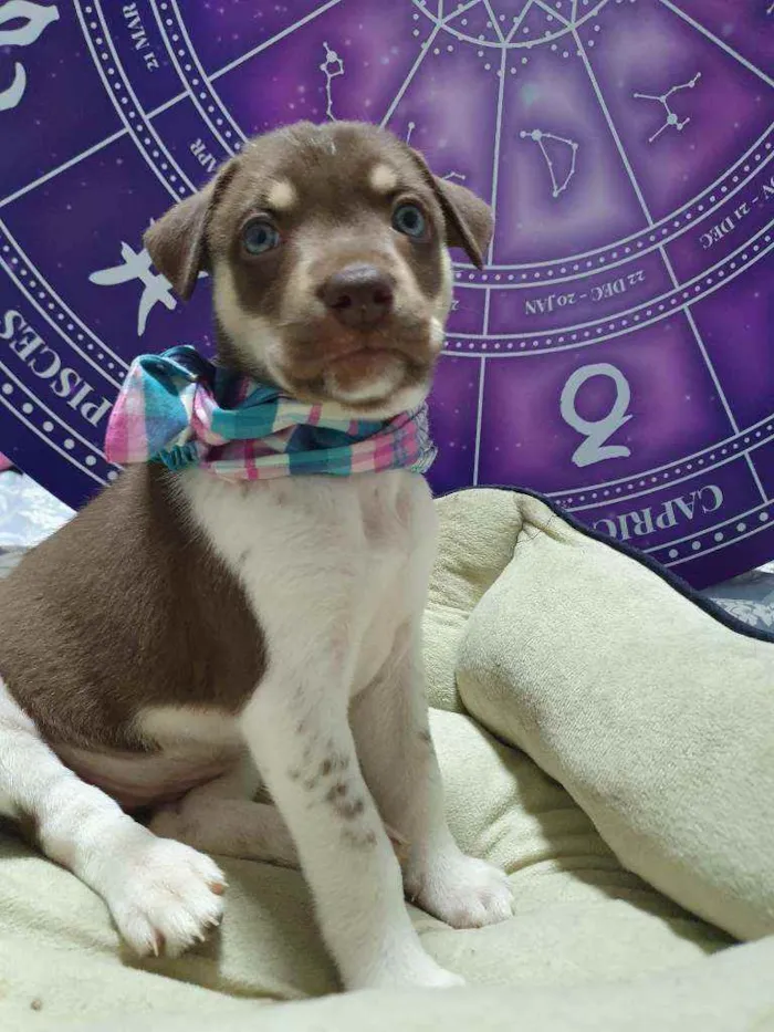 Cachorro raça Srd  idade Abaixo de 2 meses nome Blue Ivy