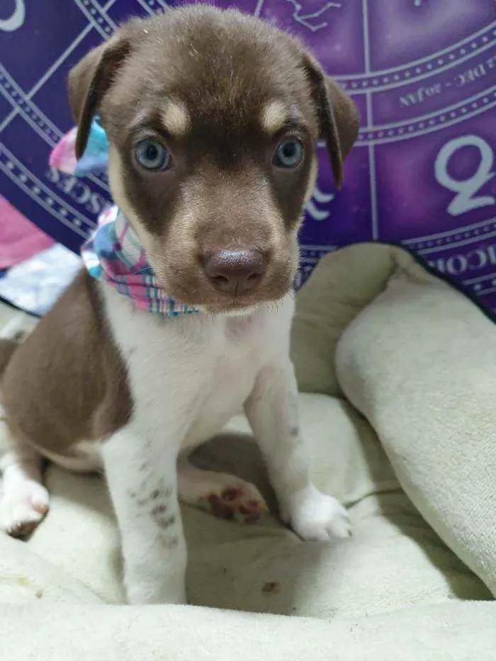 Cachorro raça Srd  idade Abaixo de 2 meses nome Blue Ivy