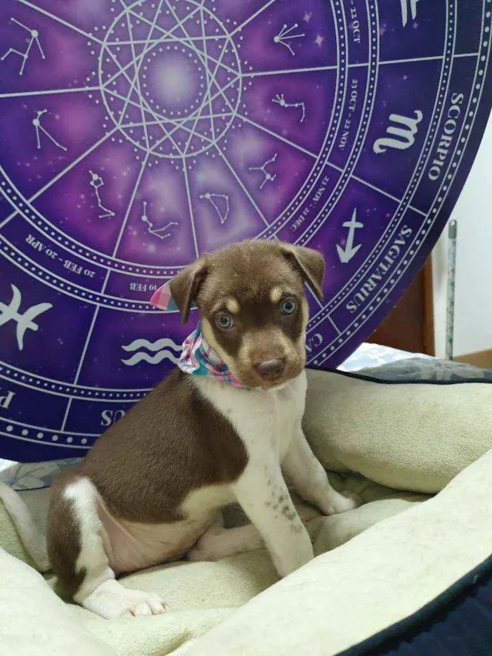 Cachorro raça Srd  idade Abaixo de 2 meses nome Blue Ivy