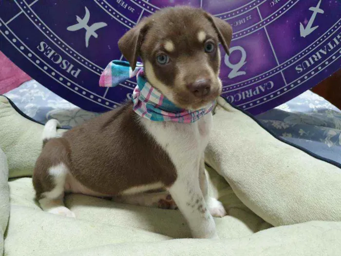 Cachorro raça Srd  idade Abaixo de 2 meses nome Blue Ivy