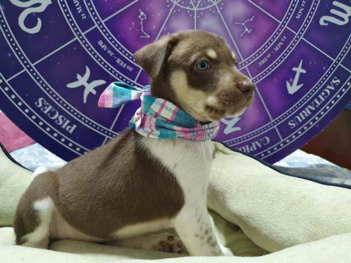 Cachorro raça Srd  idade Abaixo de 2 meses nome Blue Ivy