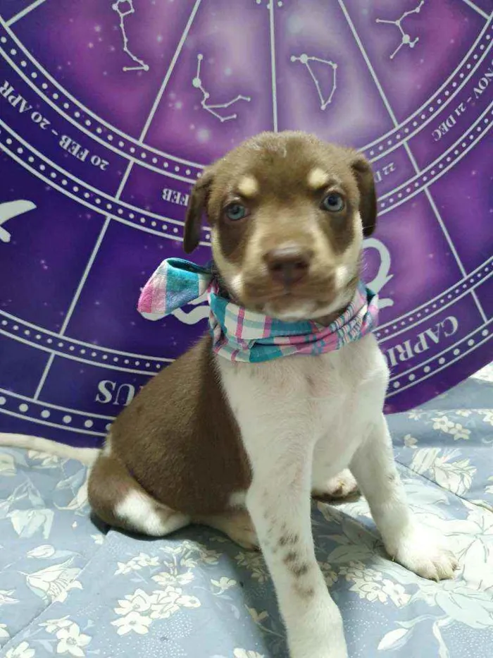 Cachorro raça Srd  idade Abaixo de 2 meses nome Blue Ivy