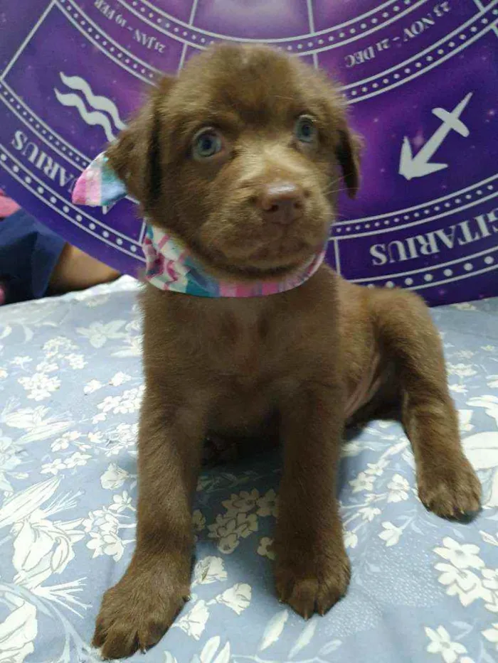 Cachorro raça Srd idade Abaixo de 2 meses nome Brown