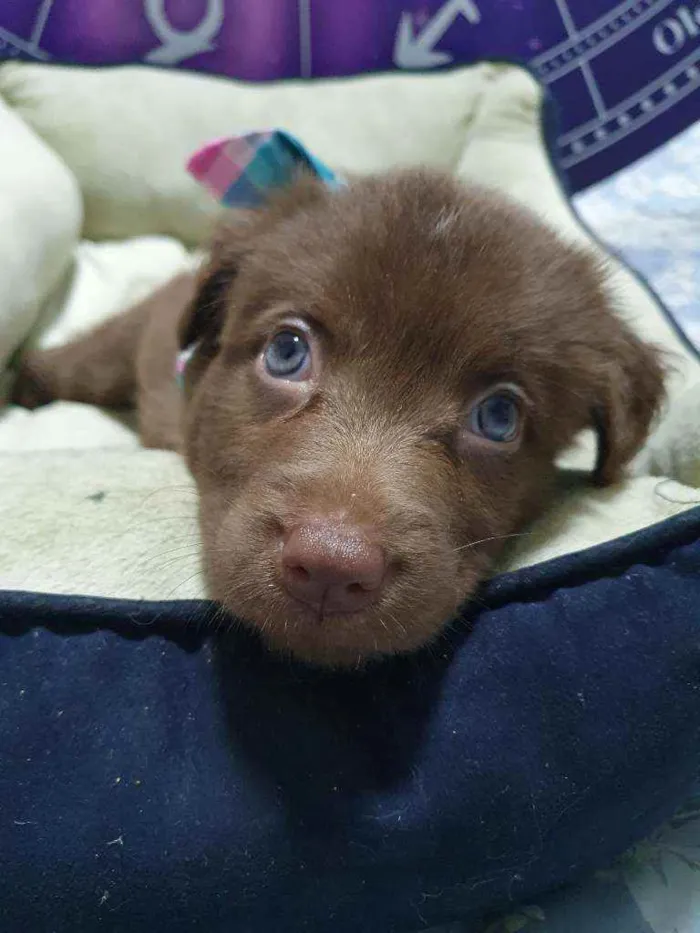 Cachorro raça Srd idade Abaixo de 2 meses nome Brown