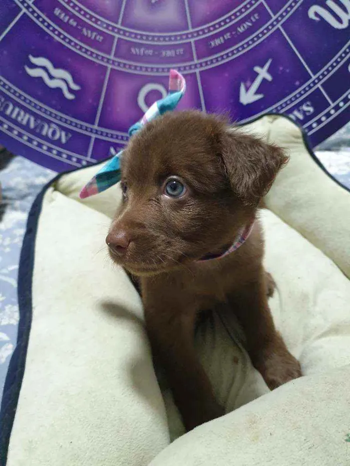Cachorro raça Srd idade Abaixo de 2 meses nome Brown