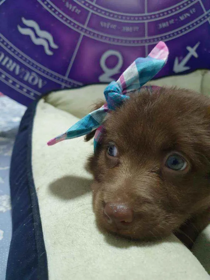 Cachorro raça Srd idade Abaixo de 2 meses nome Brown