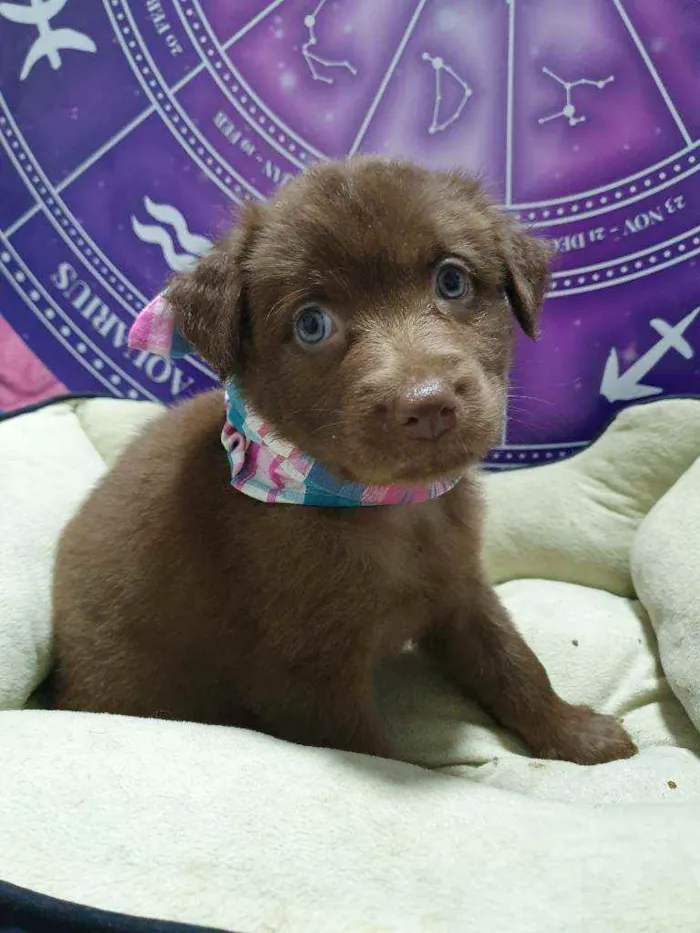 Cachorro raça Srd idade Abaixo de 2 meses nome Brown