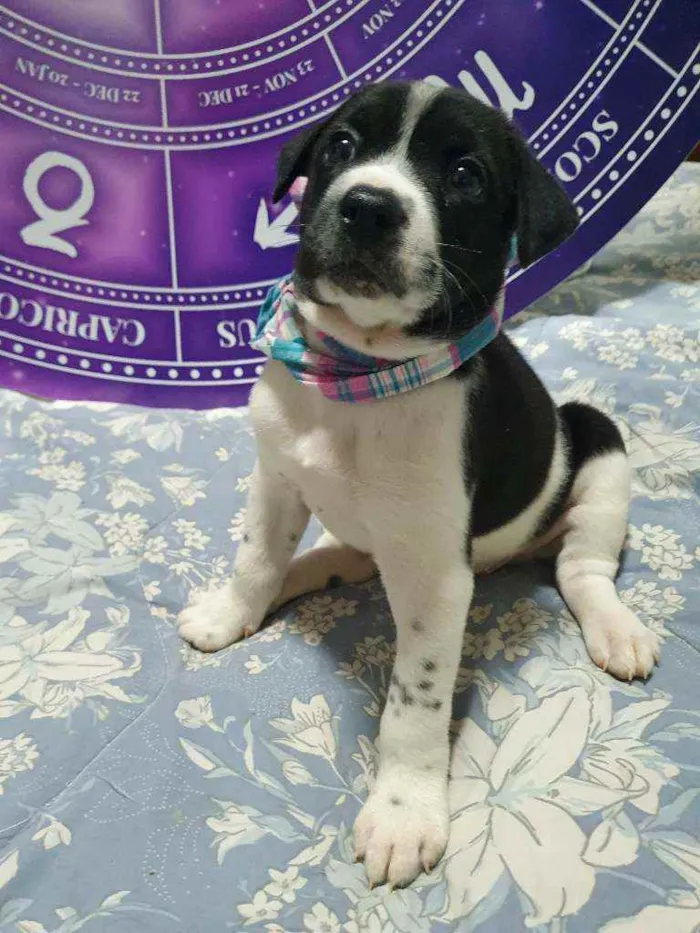 Cachorro raça Srd idade Abaixo de 2 meses nome Bolinha