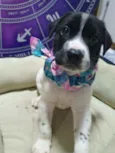 Cachorro raça Srd idade Abaixo de 2 meses nome Bolinha