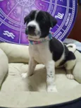 Cachorro raça Srd idade Abaixo de 2 meses nome Bolinha