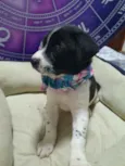 Cachorro raça Srd idade Abaixo de 2 meses nome Bolinha