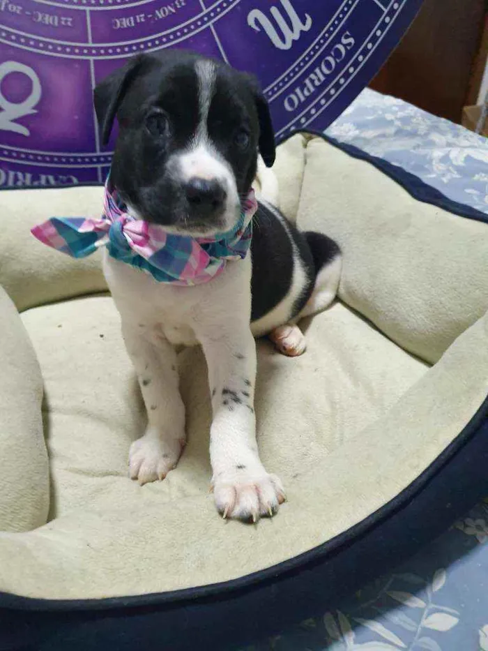 Cachorro raça Srd idade Abaixo de 2 meses nome Bolinha