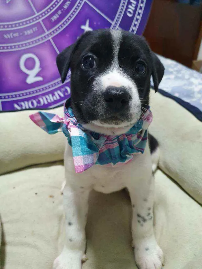 Cachorro raça Srd idade Abaixo de 2 meses nome Bolinha