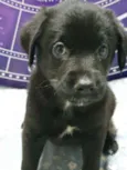 Cachorro raça Srd idade Abaixo de 2 meses nome Filhotinho