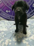 Cachorro raça Srd idade Abaixo de 2 meses nome Filhotinho