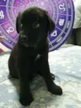 Cachorro raça Srd idade Abaixo de 2 meses nome Filhotinho