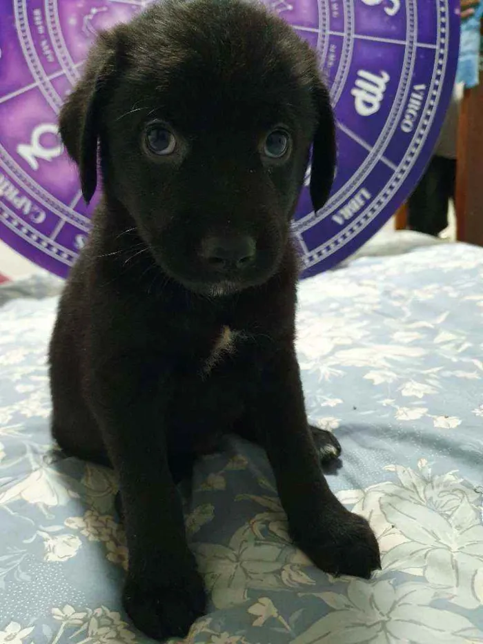 Cachorro raça Srd idade Abaixo de 2 meses nome Filhotinho