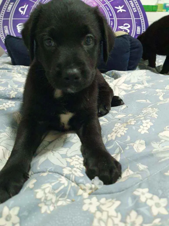 Cachorro raça Srd idade Abaixo de 2 meses nome Filhotinho 