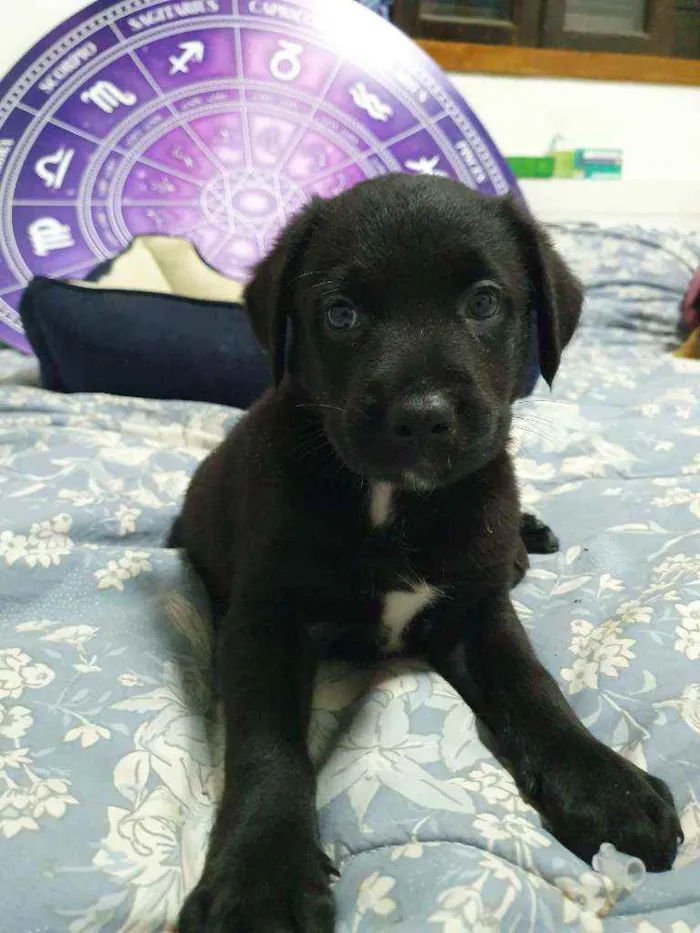 Cachorro raça Srd idade Abaixo de 2 meses nome Filhotinho 