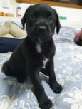 Cachorro raça Srd idade Abaixo de 2 meses nome Filhotinho 