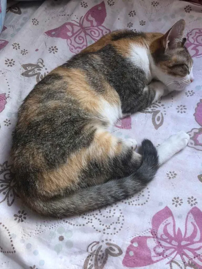 Gato ra a  idade 2 a 6 meses nome Gatinha
